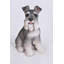 Statue Schnauzer-23542755
