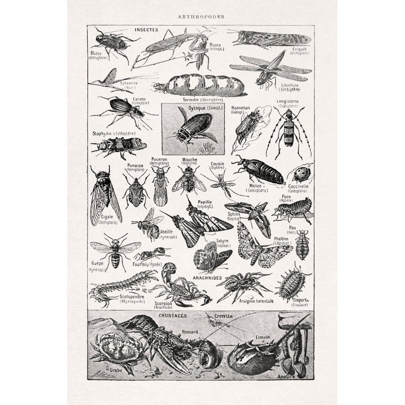 19th Century Illustration About Arthropods by Gwengoat - Wrapped Canvas Print, 46cm H x 30cm W