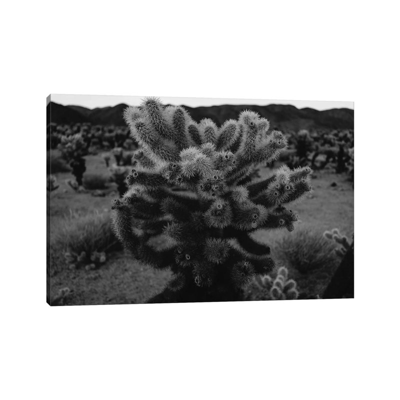 Cholla Cactus Garden XIII by Bethany Young - Print on Canvas, Wrapped Canvas, 66.04cm H x 101.6cm W x 1.91cm D