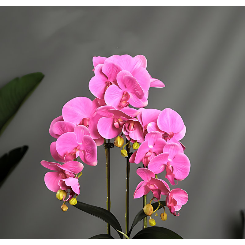 Arrangement d'orchidées, Mauve