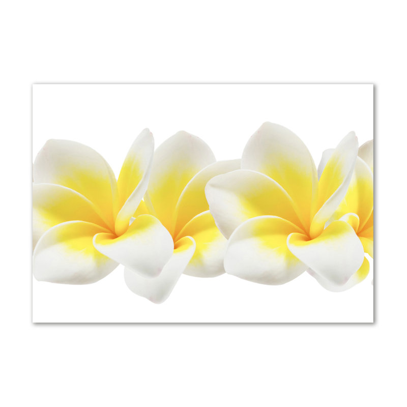 Plumeria - No Frame Print on Canvas