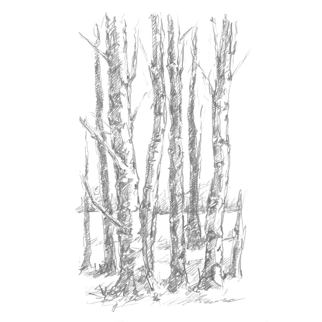 Leinwandbild Birch Tree Sketch I von Ethan Harper