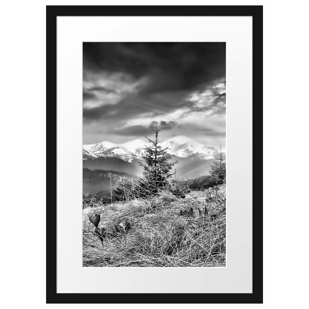 Gerahmtes Poster Krokusse auf Hochalmwiese in Alpen