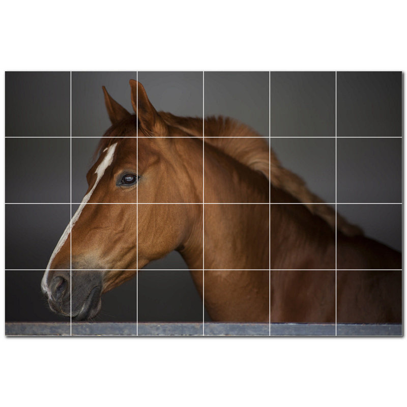 Photo de cheval 8 x 8