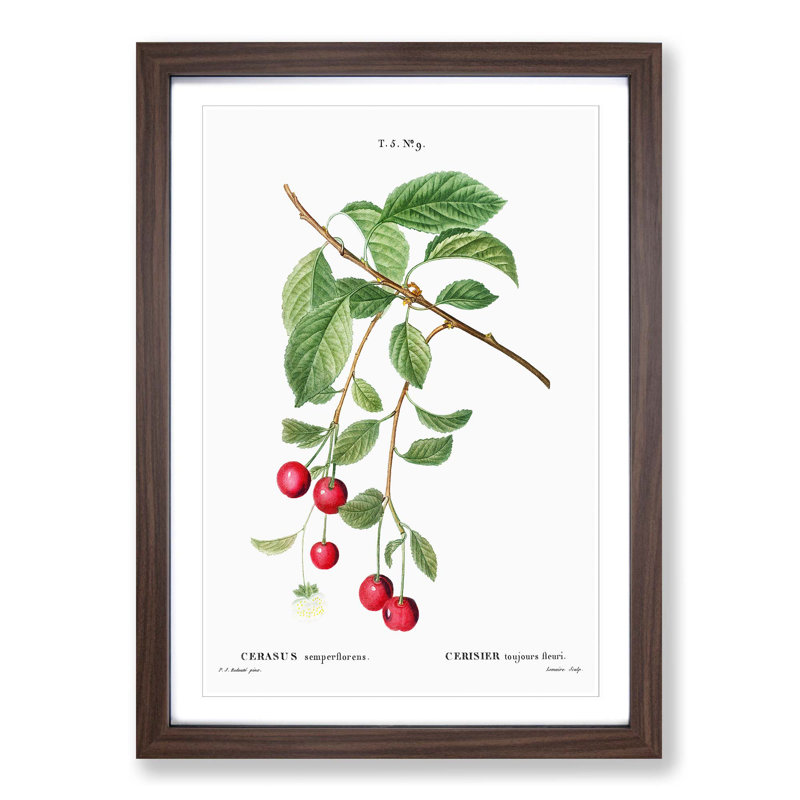 Cherry Tree Branch by Pierre-Joseph Redoute - Picture Frame Painting Print, 36cm H x 27cm W x 2cm D, Walnut Framed