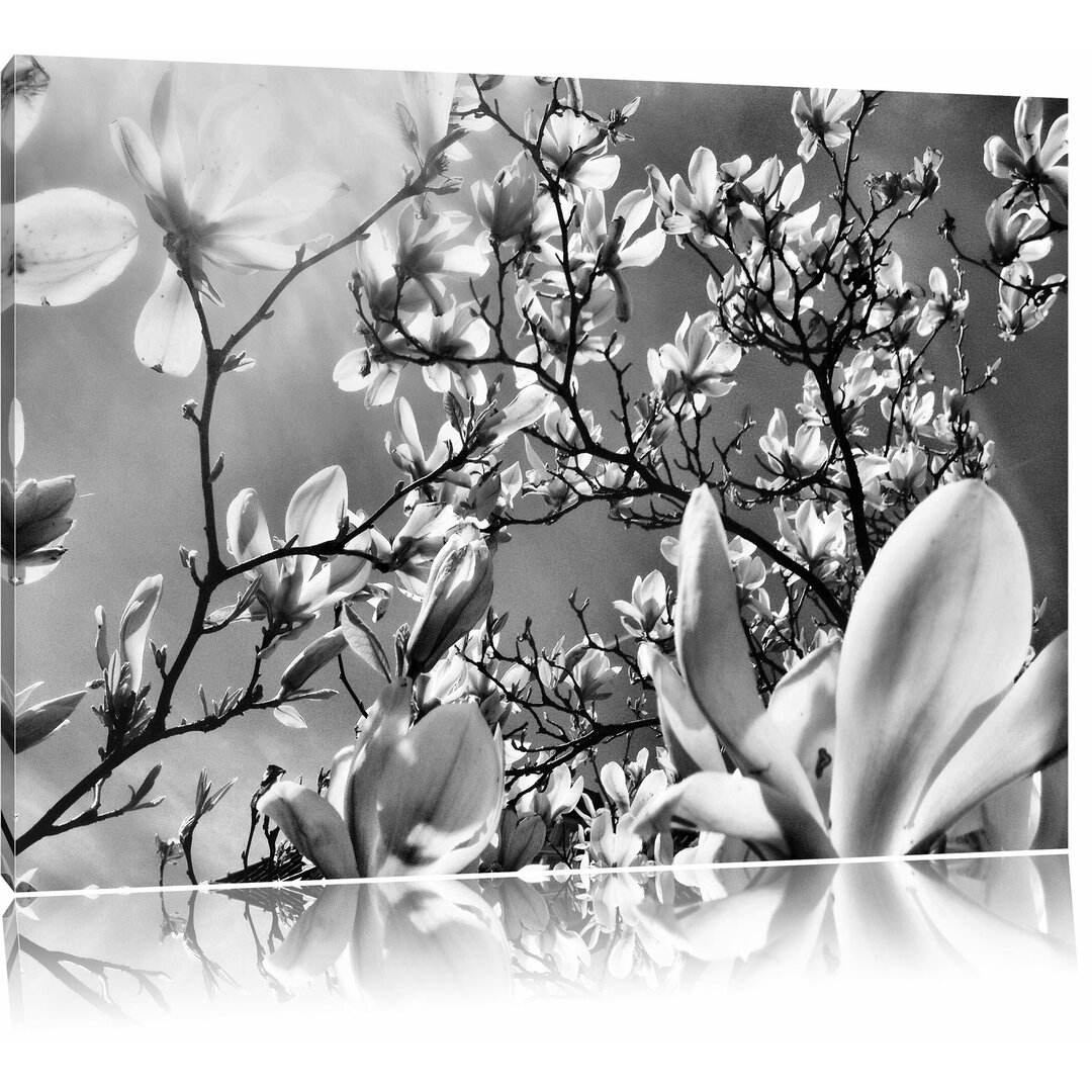 Leinwandbild Zarte Rosa Magnolie Blüten in Monochrom