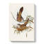 Crested Pigeons by Elizabeth Gould - Wrapped Canvas-55370748