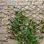 Decoration
