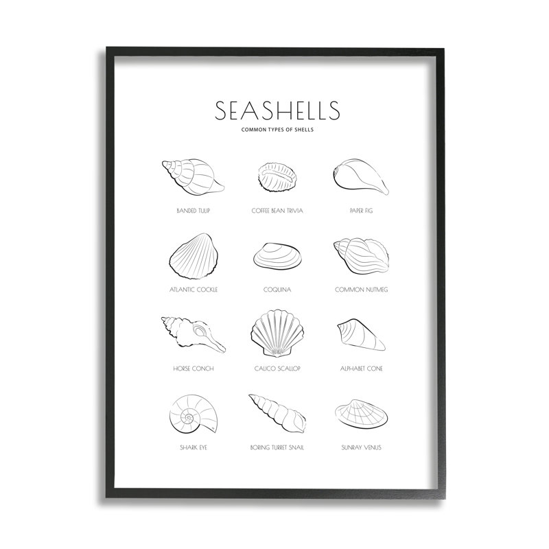 Guide nautique des coquillages, Giclée encadrée noir minuit, H 14 po x l 11 po