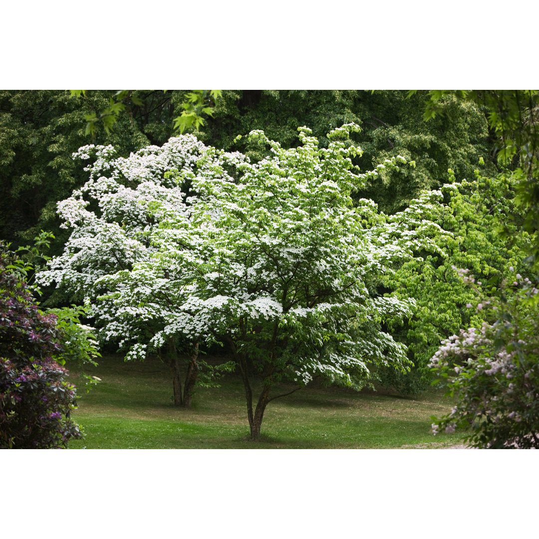 Leinwandbild Kousa Dogwood von Firina