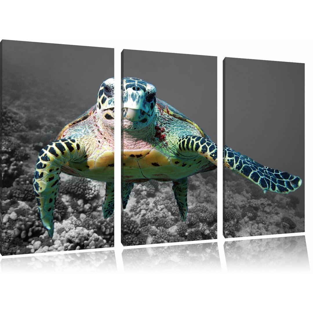 3-tlg. Leinwandbilder-Set „Große Schildkröte über Korallenriff“, Fotodruck