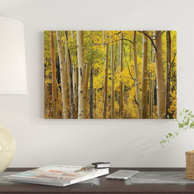 " Quaking Aspen Trees In Autumn, Santa Fe National Forest Near Santa Fe, New Mexico I " by Tim Fitzharris