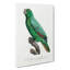 Yellow-Fronted Amazon Parrot by F. Levaillant - Wrapped Canvas-55320171