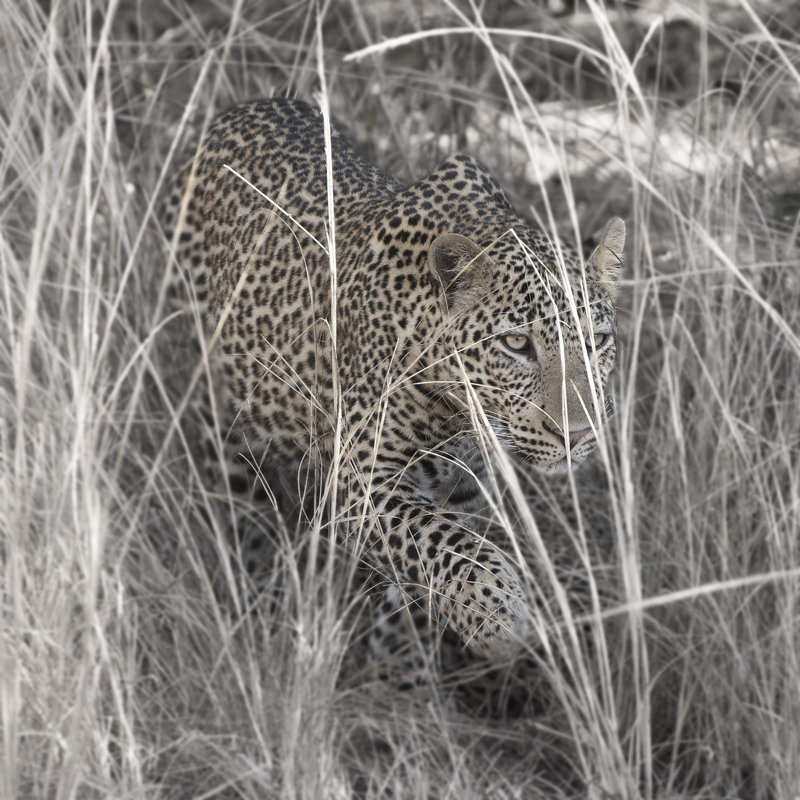 Leopard In The Grass by Scott Bennion - Wrapped Canvas Print, 30cm H x 30cm W