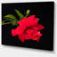 Hibiscus rouge vif sur fond noir - impression sur toile tendue-19409411
