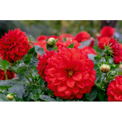 Cluster Of Vibrant Red Dahlia Flowers Surrounded By Green Leaves by Binnerstam - Wrapped Canvas Print