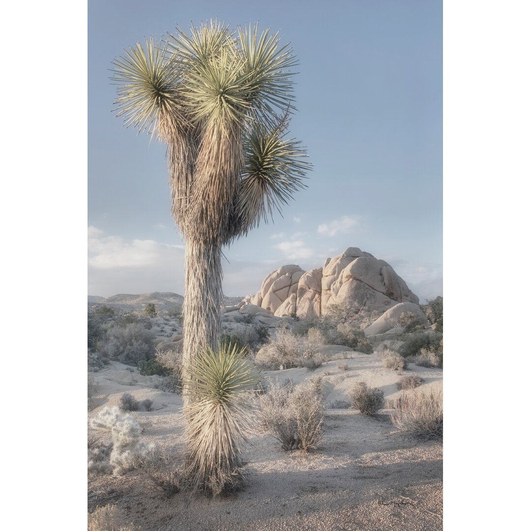 Leinwandbild Joshua Tree National Park I von Alan Majchrowicz