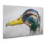 Mallard Duck Moulting In Abstract - Wrapped Canvas-55311231