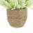 Heather in Strawgrass Pot-825944316