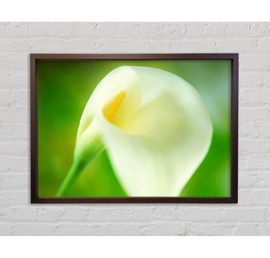 Einzelne Calla Lily - Einzelne Bilderrahmen Kunstdrucke auf Leinwand