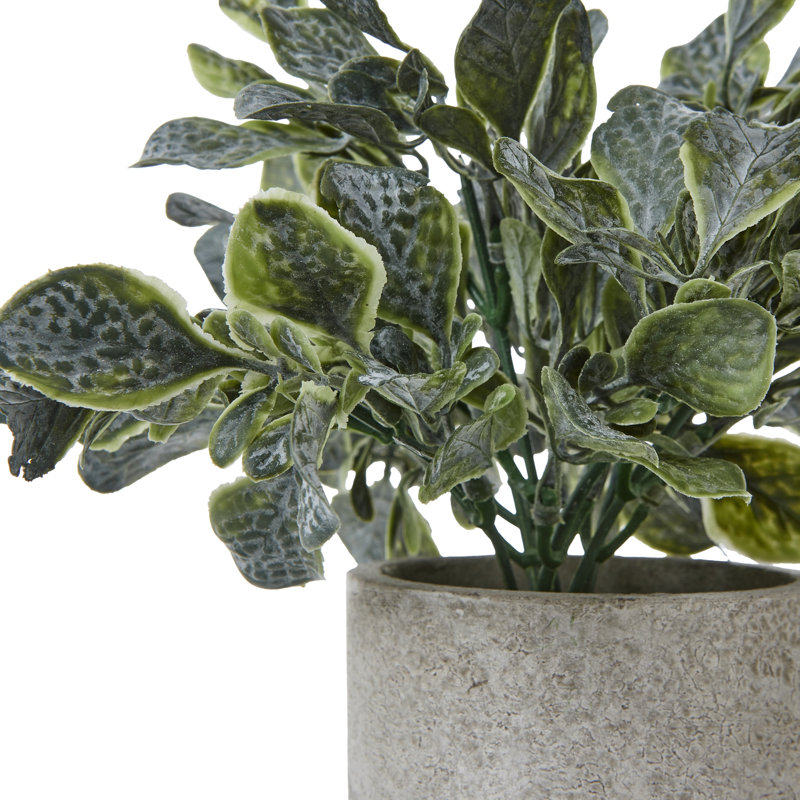 Arrangement in Pot
