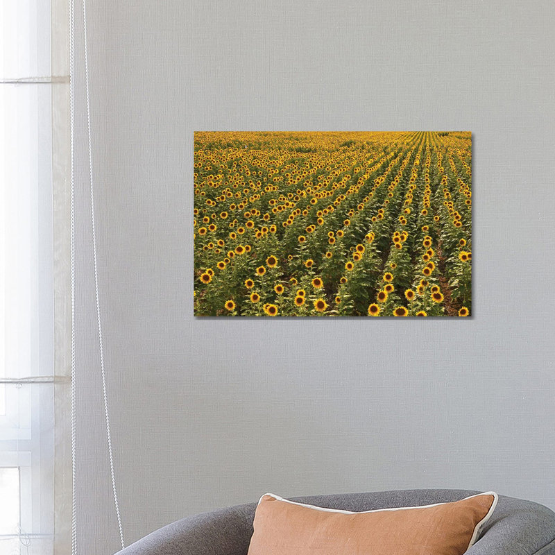Kansas Sunflower Field 1 Piece Wrapped Canvas Wall Art, 66.04 cm H x 45.72 cm W x 1.91 cm D