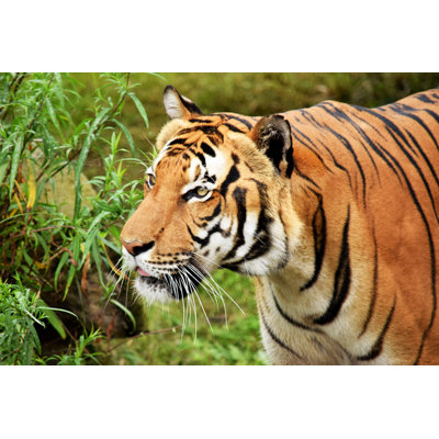 Haben Tiger - Wrapped Canvas Print