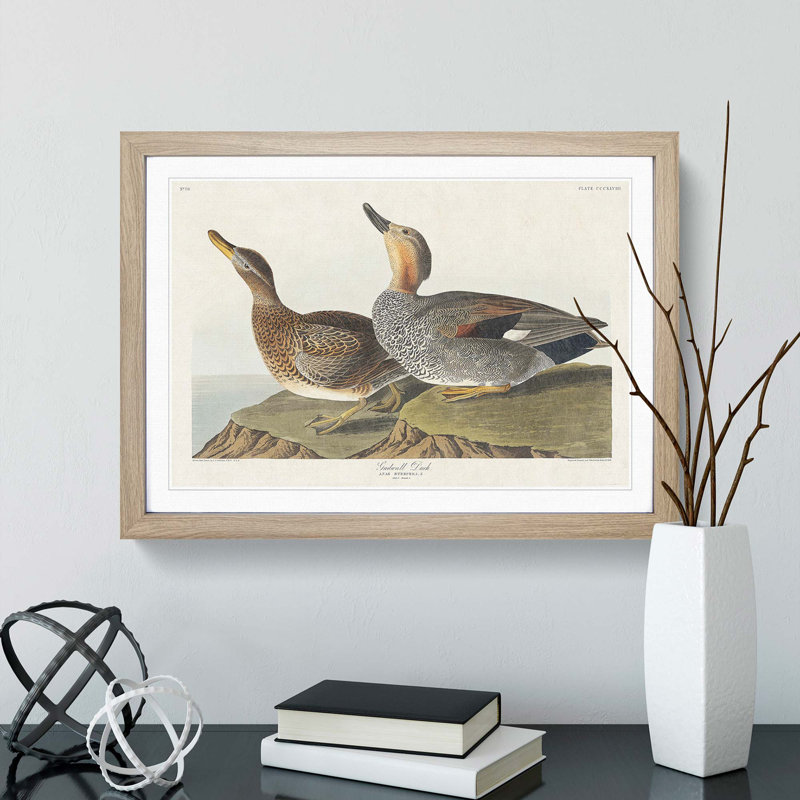 Gadwall Duck by John Audubon - Framed Print, 48cm H x 65cm W x 2cm D, Oak Framed
