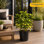 Schefflera Capella in Nursery Pot