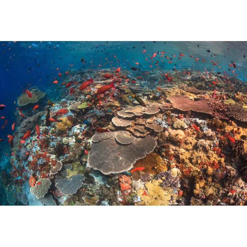 Caddell Coral Reef In Komodo by Pnup65 - Wrapped Canvas Print, 30cm H x 46cm W x 3.8cm D
