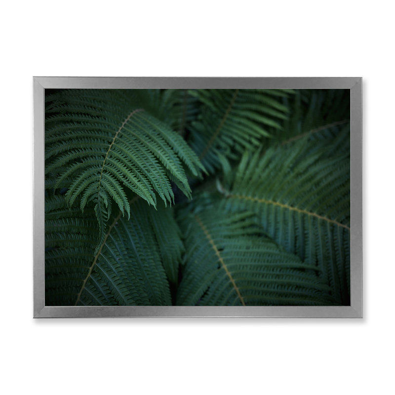 Feuilles de fougère la nuit - photographie sur toile, H 24 po x l 32 po, Cadre photo argenté