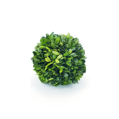Boxwood Topiary
