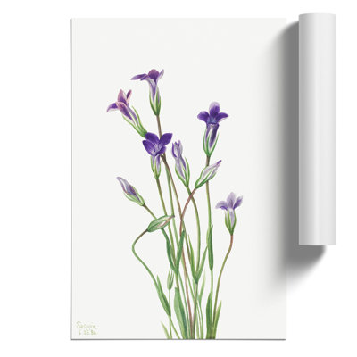 Gentian by Mary Vaux Walcott - No Frame Painting