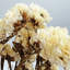 Bundle of 4 Dried Preserved Myosotis Forget-Me-Nots Bouquets 21"-111078519