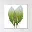 Artichoke - Wrapped Canvas Print-665718939