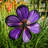13.5" Aster Spinner with Leaves