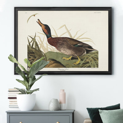 " Bemaculated Duck "