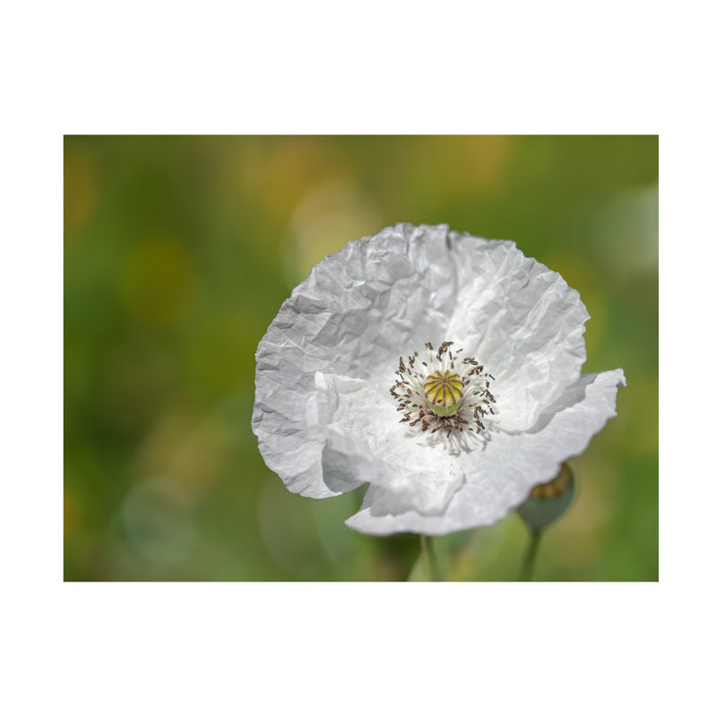 Art sur toile Coquelicot, bolivine, Suzanne Bonin, H 14 po x l 19 po