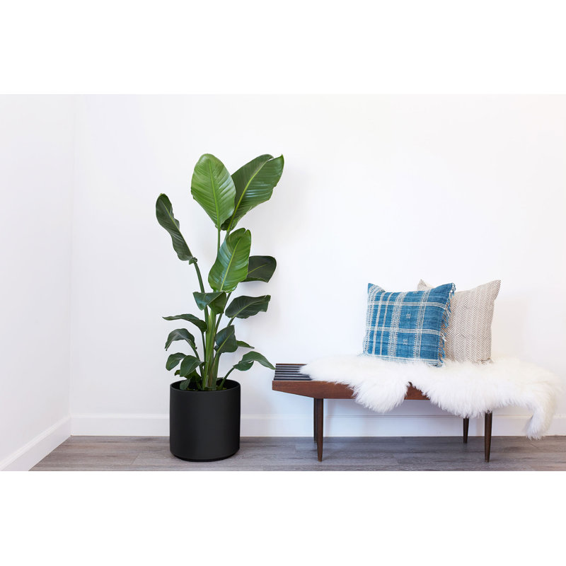 Stoneware Pot Planter, Black, 13.5" H x 13.25" W x 13.25" D