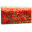 " Thick Red Poppy Flower Field "-19410050-33311304
