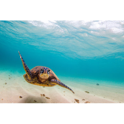 Tortue de mer hawaïenne verte - Photographie sur toile tendue