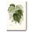 « Sage Botanical III », reproduction d’art sur toile tendue-1590950867