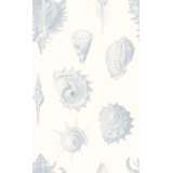 Shell Fossils 33' L x 20.5" W  Wallpaper Roll