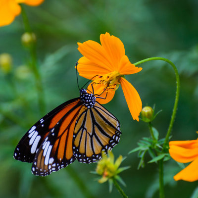 Tollison Butterfly - Wrapped Canvas Print