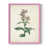 Rose est en rupture de stock