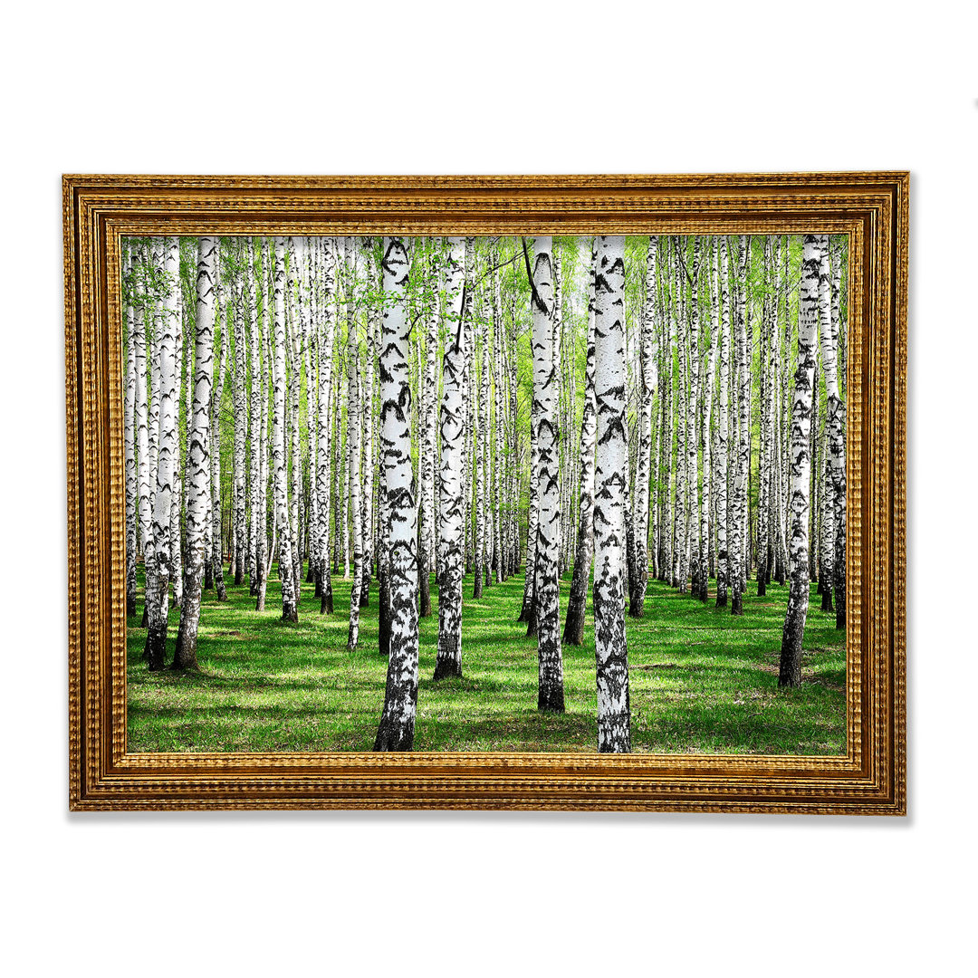 Wandbild Silver Birch Beauty