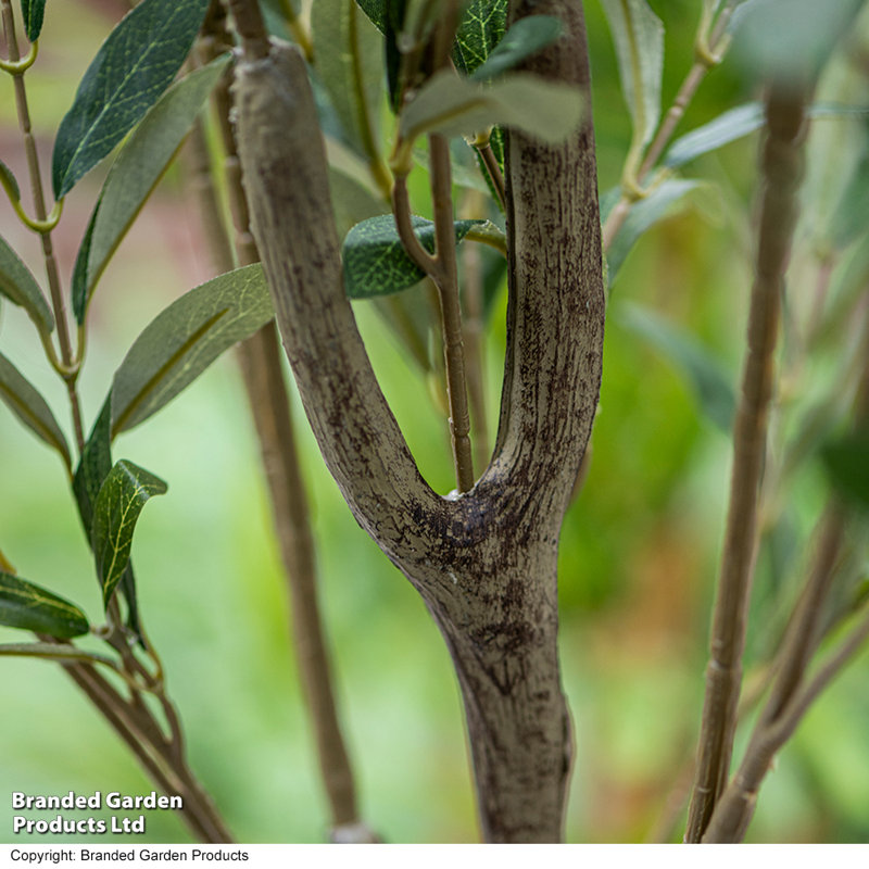 150cm Olive Tree Tree in Pot
