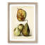Vintage Illustration of Pears - Picture Frame Painting Print-55759565-55759566