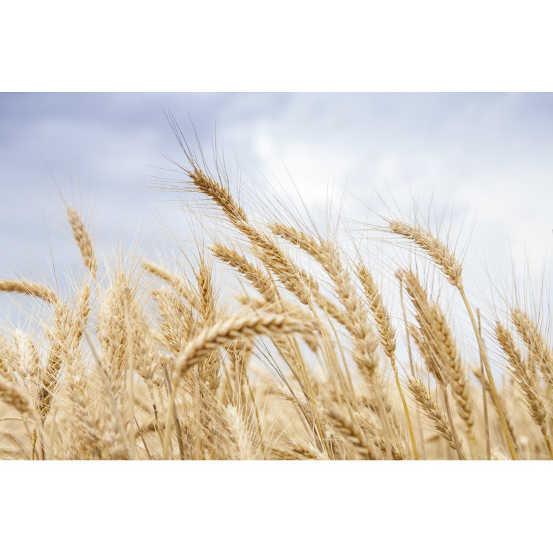 Gold Wheat Field - Wrapped Canvas Print, 30cm H x 46cm W