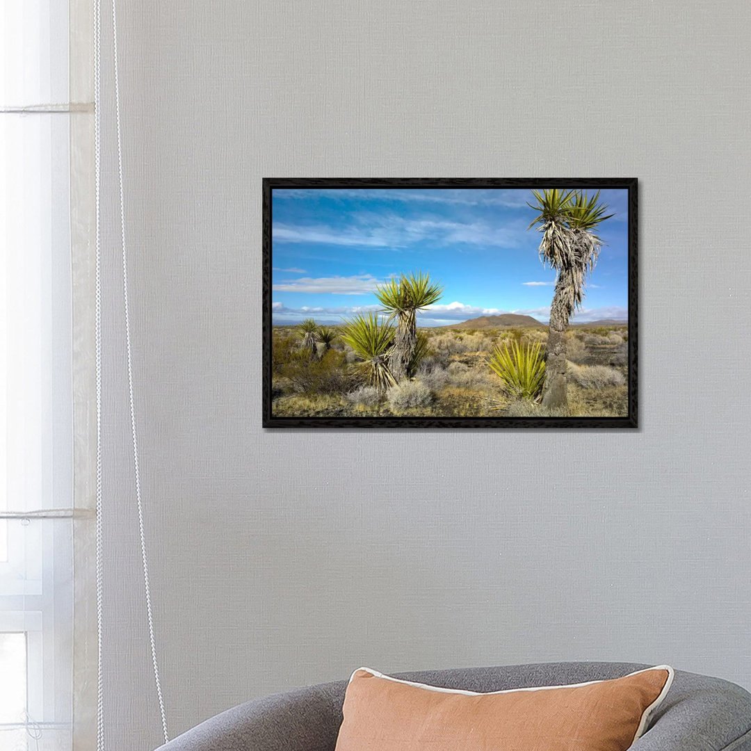 Joshua Tree, Cinder Cones, And Other Desert Vegetation, Mojave National Preserve, California von Tim Fitzharris - Galler...